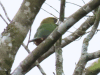 Northern Emerald Toucanet (Aulacorhynchus prasinus)