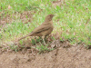 Clay-colored Thrush (Turdus grayi)