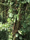 Epiphytes Tree