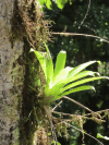 Bromeliad