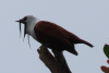 Three-wattled Bellbird (Procnias tricarunculatus)