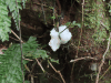 Cicada Eggs