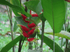 Heliconia (Heliconia sp.)