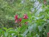 Brazilian Red-cloak (Megaskepasma erythrochlamys)