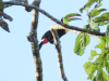 Keel-billed Toucan (Ramphastos sulfuratus)