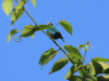 Green Honeycreeper (Chlorophanes spiza)