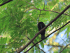 Variable Seedeater (Sporophila corvina)