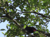 Chestnut-mandibled Toucan (Ramphastos ambiguus swainsonii)