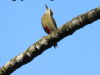 Black-cheeked Woodpecker (Melanerpes pucherani)