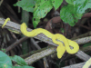 Eyelash Pit Viper (Bothriechis schlegelii)