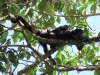 Mantled Howler Monkey (Alouatta palliata)