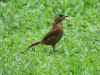 Scarlet-rumped Tanager (Ramphocelus passerinii)