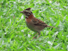 Rufous-collared Sparrow (Zonotrichia capensis)