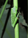 Red-eyed Tree Frog (Agalychnis callidryas)