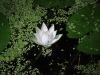 Water Lily