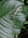 Slender Anole (Anolis limifrons)