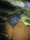 White-lipped Mud Turtle (Kinosternon leucostomum)