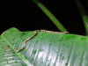 Snail Eater Snake (Sibon lamari)