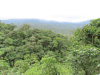 Rainforest Along Rio Celeste