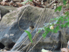 Buff-rumped Warbler (Myiothlypis fulvicauda)