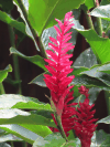 Red Ginger (Alpinia purpurata)