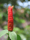 Scarlet Spiral Ginger (Costus woodsonii)