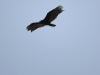 Turkey Vulture (Cathartes aura)