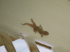 Common House Gecko (Hemidactylus frenatus)