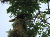 Montezuma Oropendola (Psarocolius montezuma)