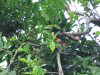 Manchineel (Hippomane mancinella)