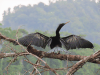 Anhinga (Anhinga anhinga)