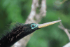 Anhinga (Anhinga anhinga)