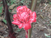 Torch Ginger (Etlingera elatior)