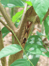 Blue Morpho Caterpillar