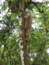 Green Iguana (Iguana iguana)