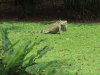 Green Iguana (Iguana iguana)