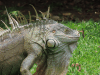 Green Iguana (Iguana iguana)