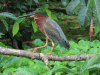 Green Heron (Butorides virescens)