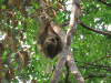 Hoffman's Two-toed Sloth (Choloepus hoffmanni)