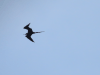 Magnificent Frigatebird (Fregata magnificens)