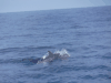 Pantropical Spotted Dolphin (Stenella attenuata)