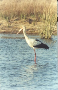 ARGENTINA BIRDS Banner