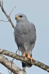 BELIZE BIRDS Banner