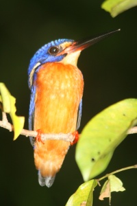 BORNEO BIRDS Banner