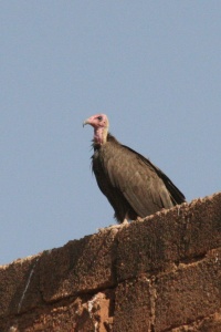 BURKINA FASO BIRDS Banner