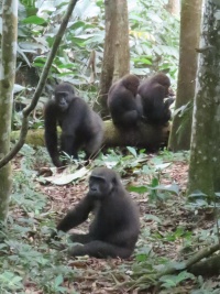 CONGO Banner