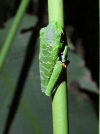 COSTA RICA NATURE Banner