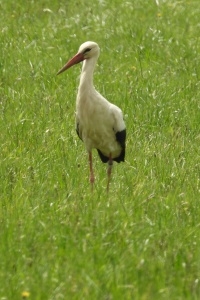 CROATIA BIRDS Banner