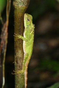 ECUADOR NATURE Banner