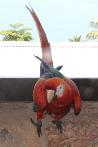 FRANCE BIRDS Banner